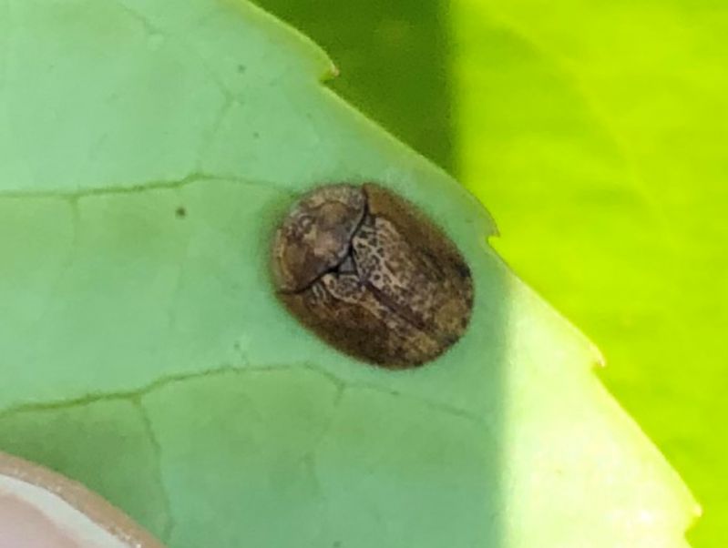 Cassidae su Lauroceraso.jpg