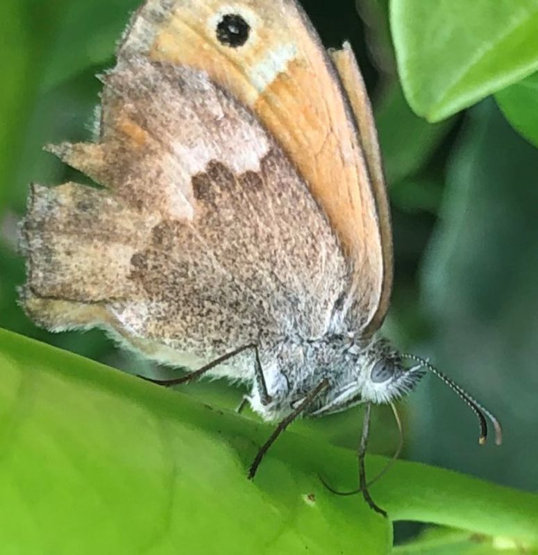 Coenonympha pamphilus (Linnaeus, 1758) 5.jpg