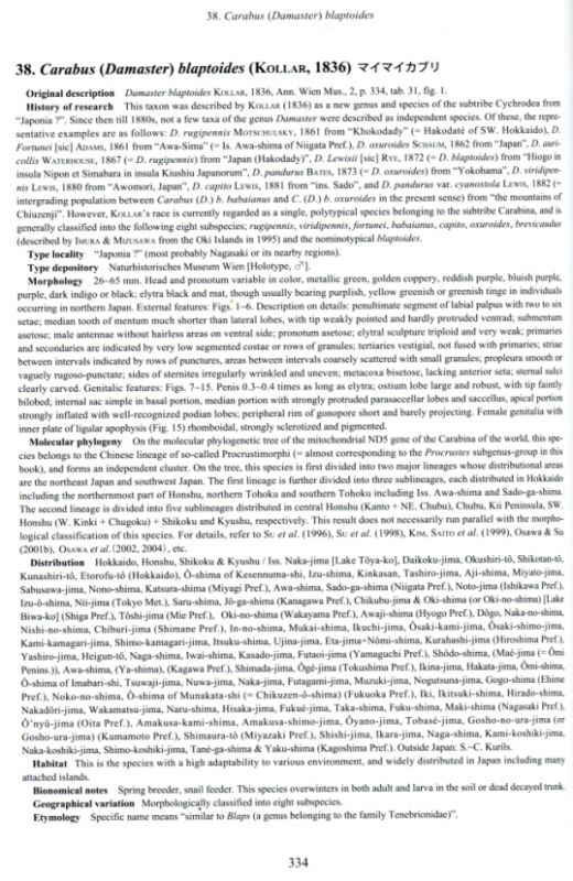 Damaster blaptoides da libro Imura e mizus001.jpg