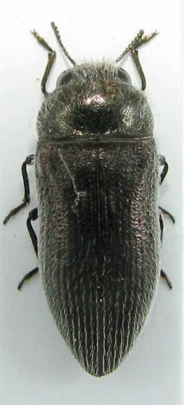 Syria Slunfeh 1388m V-2010 (11mm) .jpg