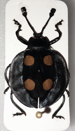 Eumorphus marginatus 1.png