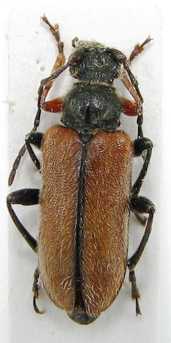 Turchia Akseki Take gecidi 26-V-2001 (9mm).jpg