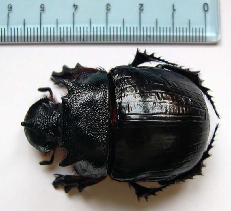 Heliocopris bucephalus.JPG
