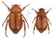 Habitus di Amadotrogus luigionii n.sp..jpg