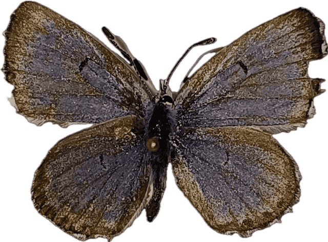 P.Baton_m - dimensioni medie.png