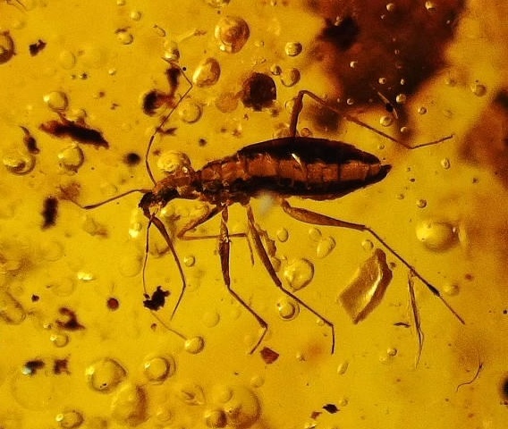 207) Mesoveliidae.jpg