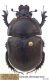 Geotrupes (Stereopyge) douei   Gory, 1841.jpg