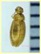 micro Coleottero circa 1,8 mm (26).JPG