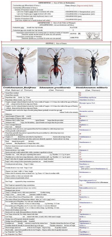 OXYPYGI - France & talie - Genres.jpg