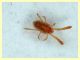 Acaro zampotte prob. giovane 0,8 mm. - (14).JPG