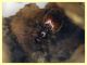 prob. Bryaxis pedator - 1,5 mm. - (11).JPG