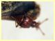 prob. Bryaxis pedator - 1,5 mm. - (24).JPG