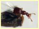 prob. Bryaxis pedator - 1,5 mm. - (29).JPG