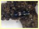 prob. Aeolothrips melaleucus - (66).JPG