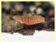 larva 1,4 mm (45).JPG