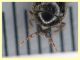 prob. affinis 2,1 mm. - (24).JPG