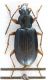 Bembidion sp..jpg