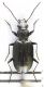 Bembidion sp.2.jpg