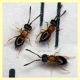 Ceraphron sp. - Ceraphronidae 1 mm. - (17).JPG