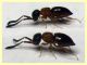 Ceraphron sp. - Ceraphronidae 1 mm. - (67).JPG
