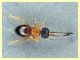 Ceraphron sp. - Ceraphronidae 1 mm. - (29).JPG