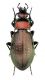 Eucarabus manifestus touzalini ♀ - Sud Korea Cheju Island 04-2025 Legit Ruzzier.jpg