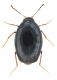 Scaphosoma-cf-agaricinus (2).jpg