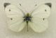 #108 - Pieris rapae_.jpg