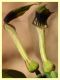 Zerynthia cassandra su Aristolochia rotunda - (41).JPG