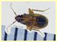 Ceratocombus coleoptratus (72).JPG