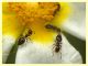 Crematogaster sordidula (12).JPG