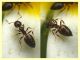 Crematogaster sordidula (18).JPG