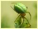 Araniella cucurbitina (8).JPG