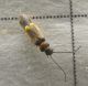 P1100449-Ridim.JPG