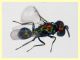prob. Pediobius sp. 30.3.2026 - (31).JPG