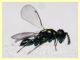 prob. Pediobius sp. 30.3.2026 - (33).JPG