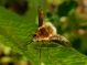 Bombyliidae sconosciuto.JPG