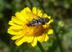 tachinidae misterioso e.jpg