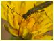 Calameuta haemorrhoidalis (10).JPG