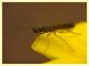 Calameuta haemorrhoidalis (4).JPG