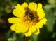 eucera f.JPG