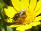 eucera m .JPG