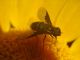 Exhyalanthrax afer circa 10 mm. - (4).JPG