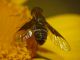 Exhyalanthrax afer circa 10 mm. - (9).JPG
