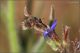 Bombylius-sp-20260522-014-JMOGf.jpg