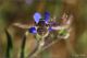 Bombylius-sp-20260522-001-JMOGf.jpg