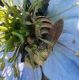 Halictus scabiosae su NIgella (2).jpg