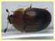 Cychramus luteus - (32).JPG
