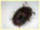 Cychramus luteus - (55).JPG