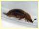 Cychramus luteus - (15).JPG